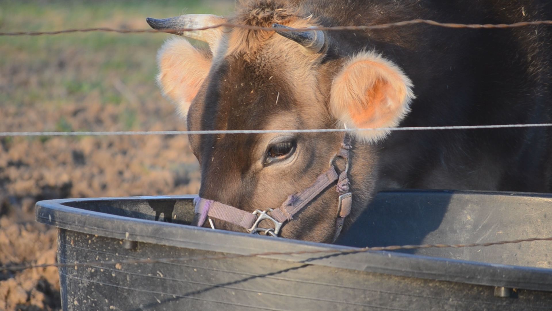 Cow share program could help East Tennessee dairy farmers